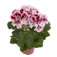 Пеларгонія Грандіфлора купить