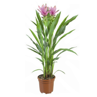 Куркума купить