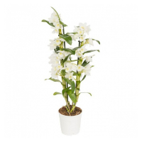 Орхідея дендробіум купить