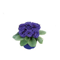 Примула мікс купить