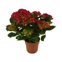 Гортензия купить