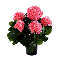 Гортензия крупнолистная Хот Ред купить