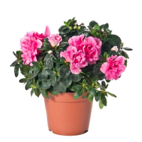 Рододендрон Симса купить