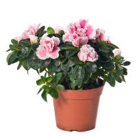 Рододендрон купить