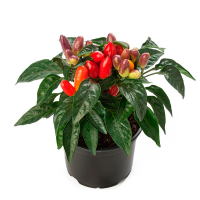 Перец декоративный купить