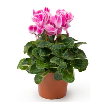 Цикламен микс купить