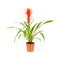 Гузмания купить