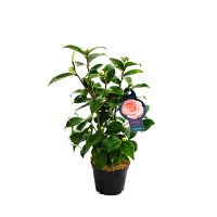 Камелія Японська купить