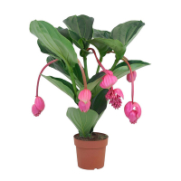 Медінілла Магніфіка купить