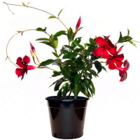 Дипладения купить