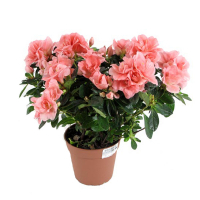 Рододендрон купить