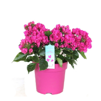 Бугенвіллєя Віра Деп Пірпл купить