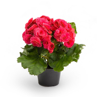 Бігонія квітуча мікс купить