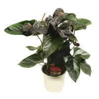 Антуриум Джамбо Блек купить