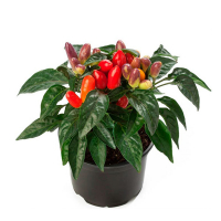 Перец мультифлора купить