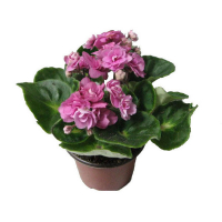 Фиалка Рококо Балет купить