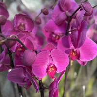 Орхидея фаленопсис королевская купить