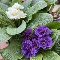 Примула Acaulis Rubens купить