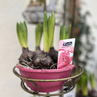 Гіацинт 5 бульб купить