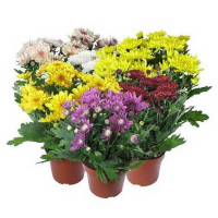 Хризантема GEMENGD купить