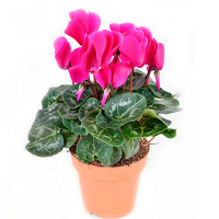 Цикламен купить