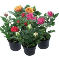 Троянда купить