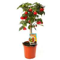 Абутилон штамб купить