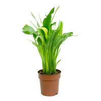 Зантедеския (Калла) купить