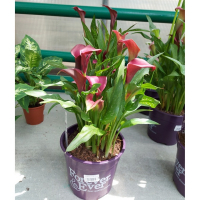 Зантедеския (Калла) Forever and Ever купить