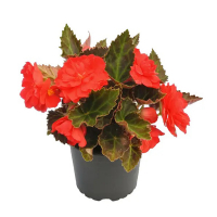 Бегония тубергибрида купить