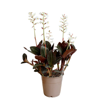 Лудизия дисколор купить