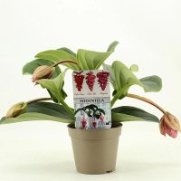 Медінілла купить