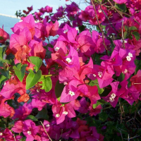 Бугенвиллия (Bougainvillea) купить