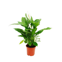 Спатифиллум микс купить