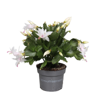 Шлюмбергера микс купить