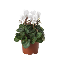 Цикламен микс купить