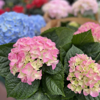 Гортензия крупнолистная микс купить