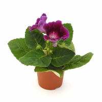 Синнингия купить