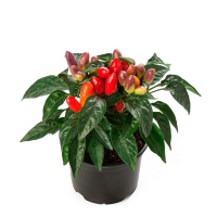 Капсикум микс купить