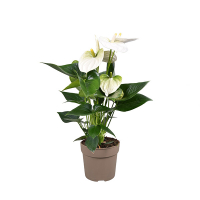 Антуриум Андреанум Кокос купить