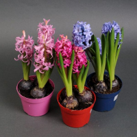 Гиацинт Gem 3 Kl 23/18 см купить