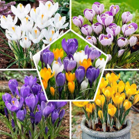 Крокус Gem 12/15 см купить