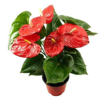 Антуріум Mauii Red купить