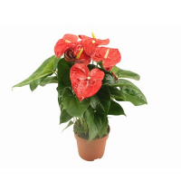 Антуріум Алоха Ред Пот купить