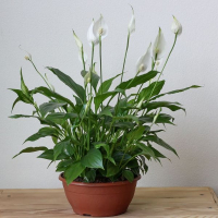 Спатифиллум Mimesis купить