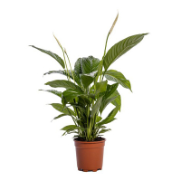 Спатифиллум Mimesis Chopin купить