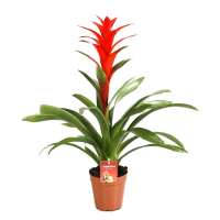 Гузманія купить