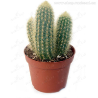 Кактус (Cactus) мікс купить