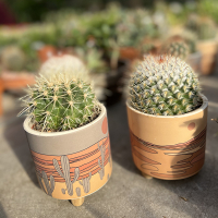 Кактус мікс купить