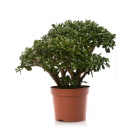 Крассула купить